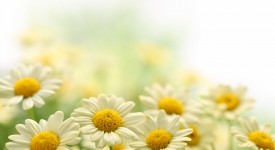 7 fiori primaverili appartamento coltivare