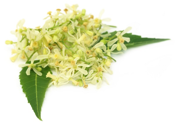 Usare l'olio di neem come insetticida naturale