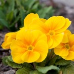 7 fiori primaverili appartamento coltivare