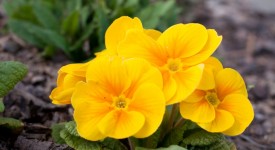 7 fiori primaverili appartamento coltivare