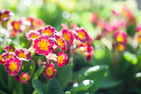 Primula le principali malattie parassiti