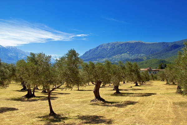 alberi di ulivo