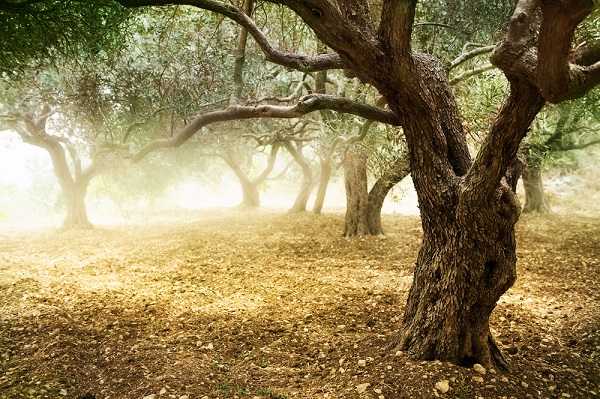 xylella continuano presidi puglia