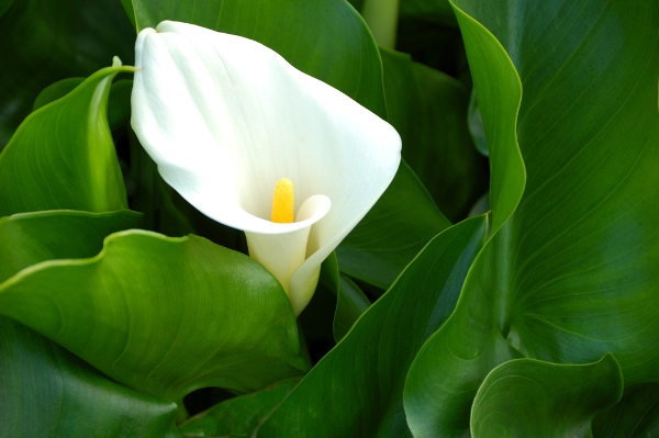 calla 1