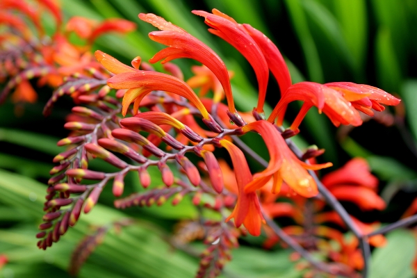 crocosmia