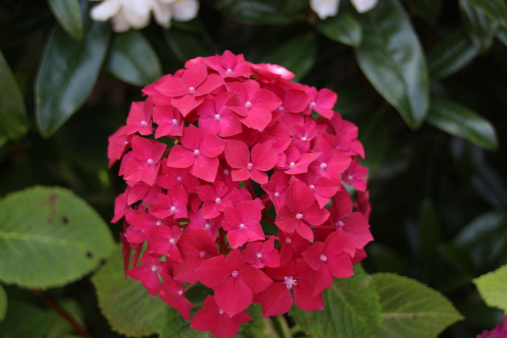 Fioriture primaverili