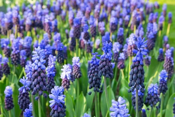 balcone fiorito primavera bulbose primaverili coltivare vaso