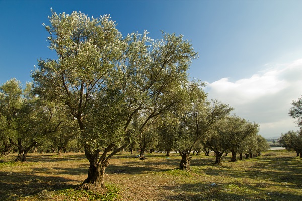 Ulivi pericolo causa Xylella