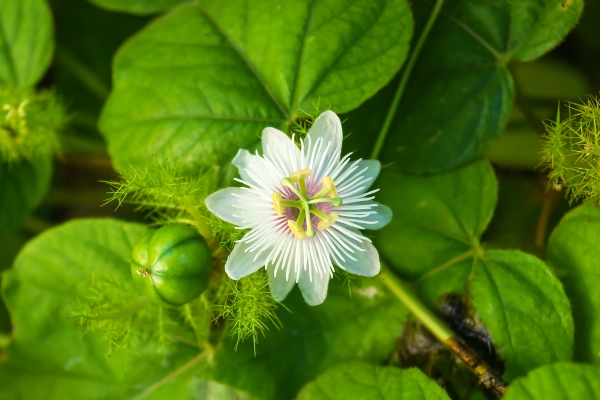 passiflora