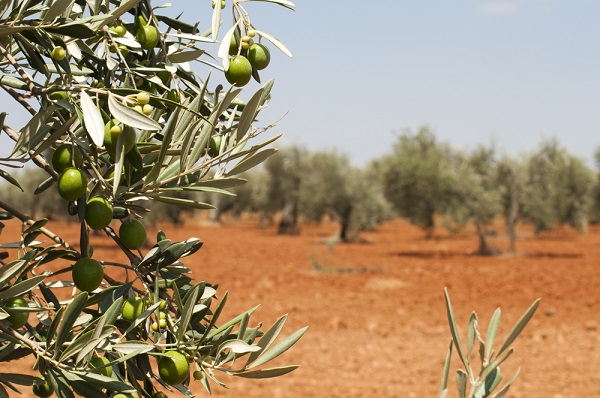 xylella fastidiosa continuano eradicazioni puglia