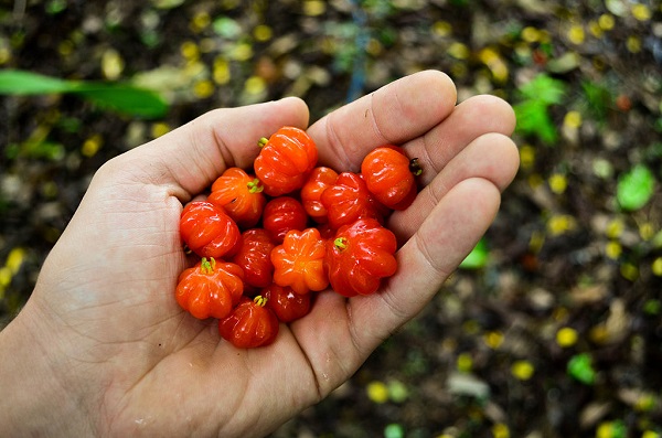 9 frutti tropicali tutti dovremmo conoscere