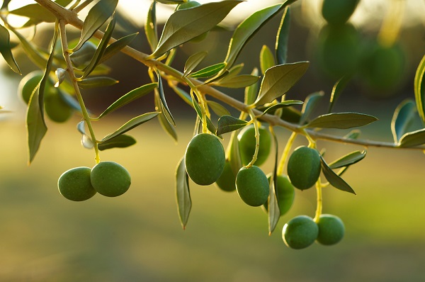 xylella nuovi focolai puglia