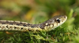 come tenere lontano serpenti giardino