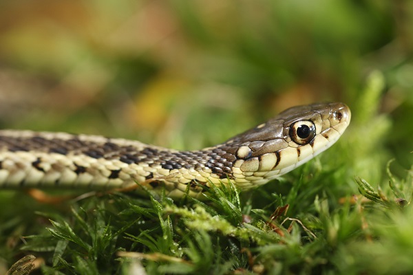 Come tenere lontani i serpenti dal giardino