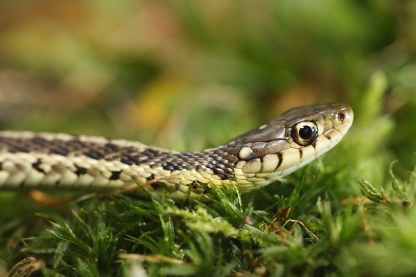 serpente su prato