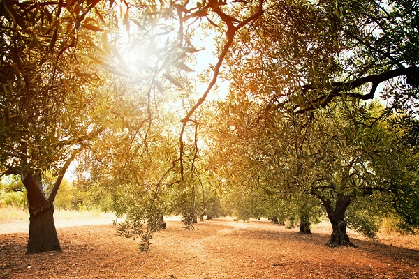 xylella rimedi naturali