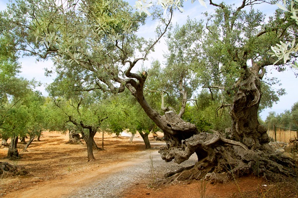 ulivi centenari abbattuti xylella