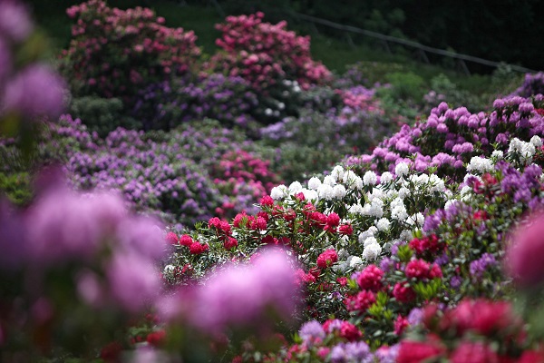 fiori tessuti ricette oasi zegna 16 maggio