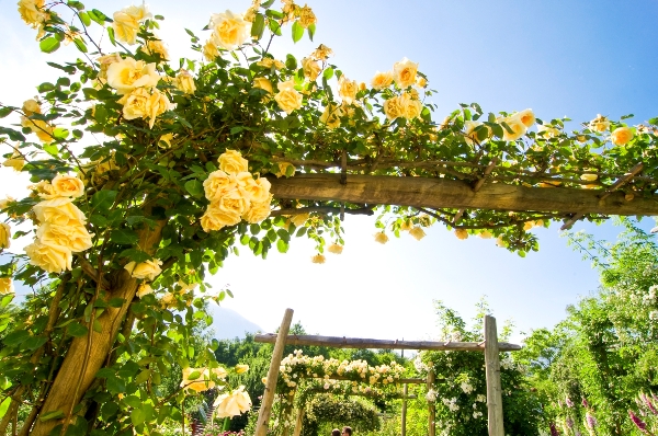 Rose-gialle-Giardini-di-Sissi-2