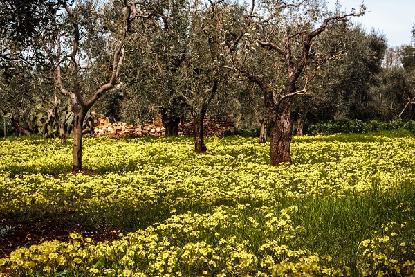 xylella resti alberi malati abbandonati campi