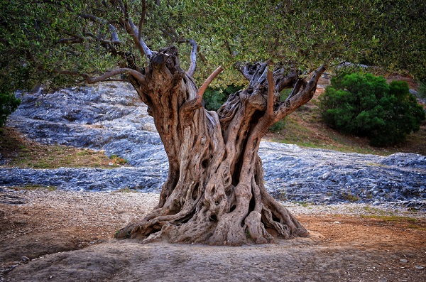 albero di ulivo