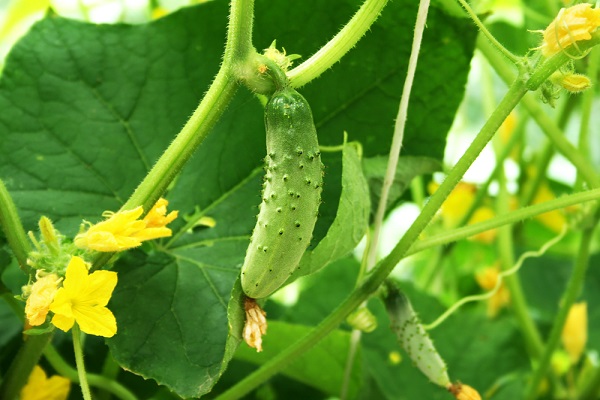 coltivare cetrioli in vaso