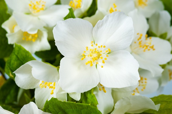 7 fiori estivi balcone