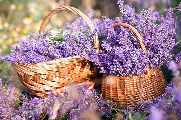  coltivare la lavanda 