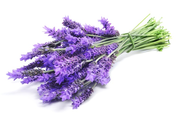 mazzetto di fiori di lavanda