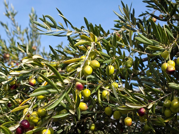 xylella europa obbliga estirpare