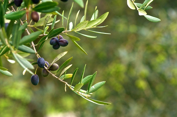 ramo di ulivo con olive