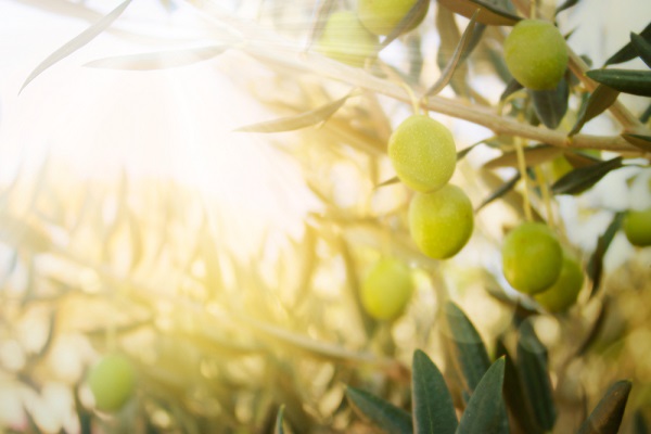 xylella regione stanzia fondi sperimentazione