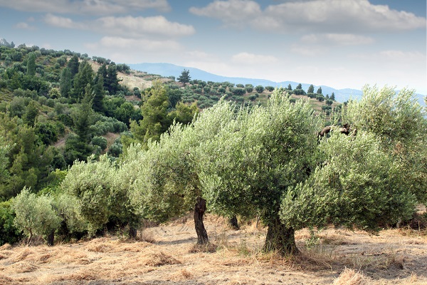 xylella fastidiosa arriva francia