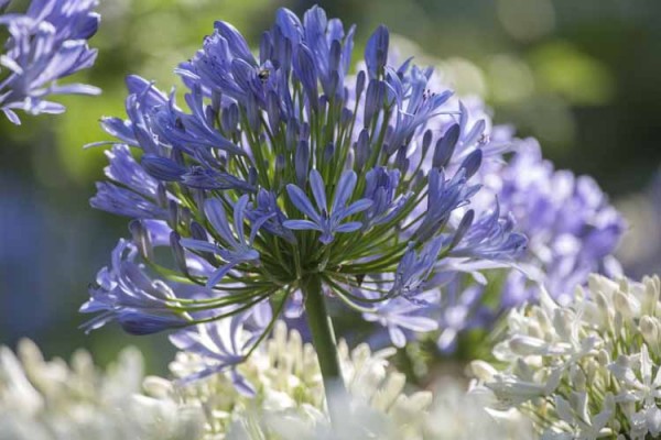 Agapanthus