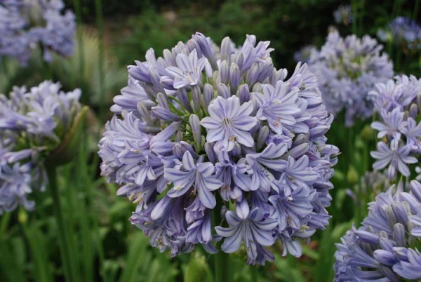 Agapanthus