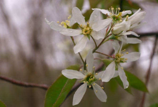 Amelanchier