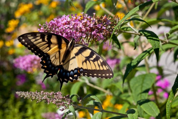 buddleia 