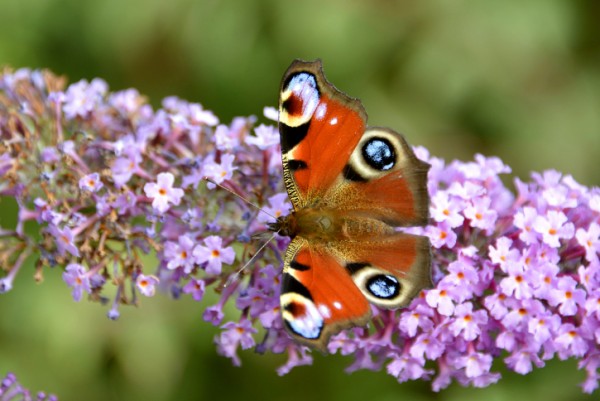 buddleia