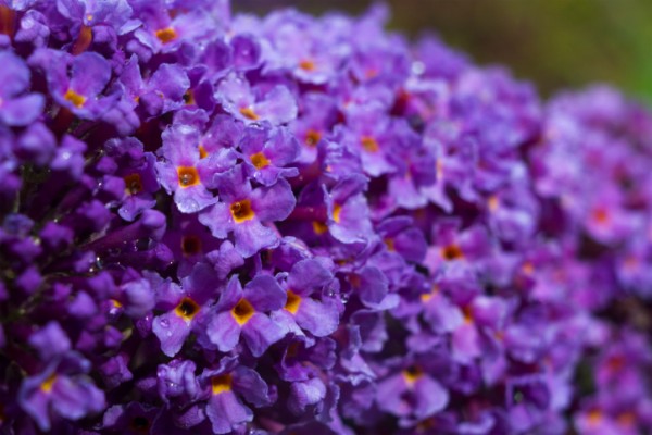 buddleia 