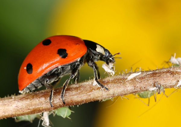 coccinella e afidi