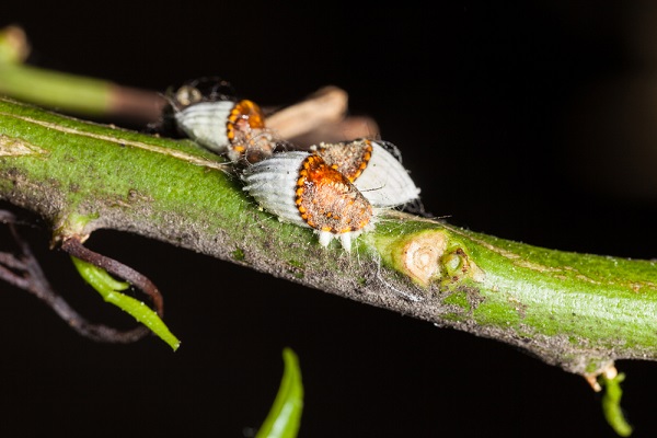 cocciniglia rimedi naturali usare