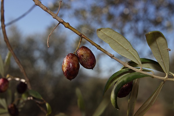 mosca-olearia-proviamo-lotta-biologica