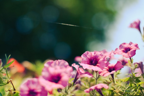 fiori giugno non solo matrimoni