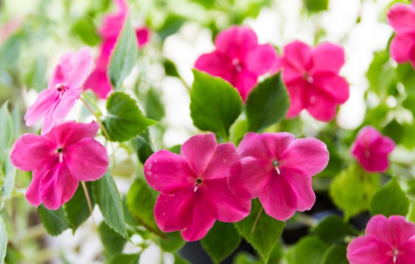 Impatiens