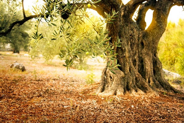 Xylella fastidiosa allerta tutta Italia