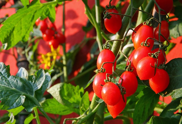 pomodori coltivati sul balcone