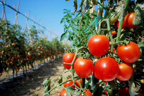 pomodori nell'orto (2)