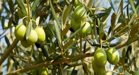 xylella se ne occupa nature