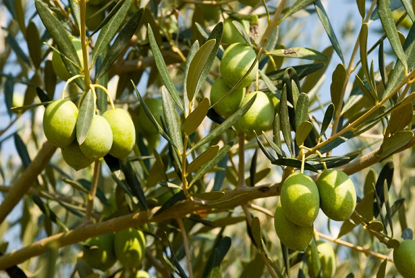 xylella se ne occupa nature