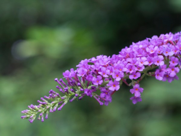 buddleia 